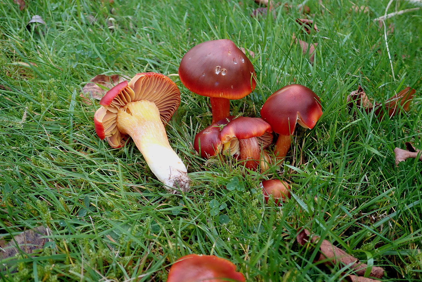 Hygrocybe punicea  by Penny Cullington